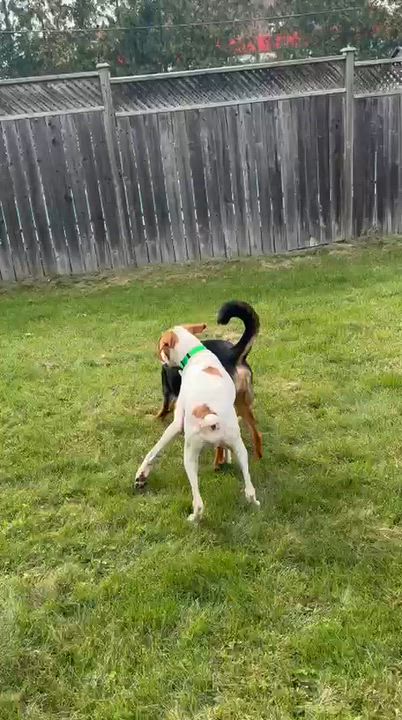 Enlarge Atlas, a Adoptable mixed breed in Aurora, ON video 3/6