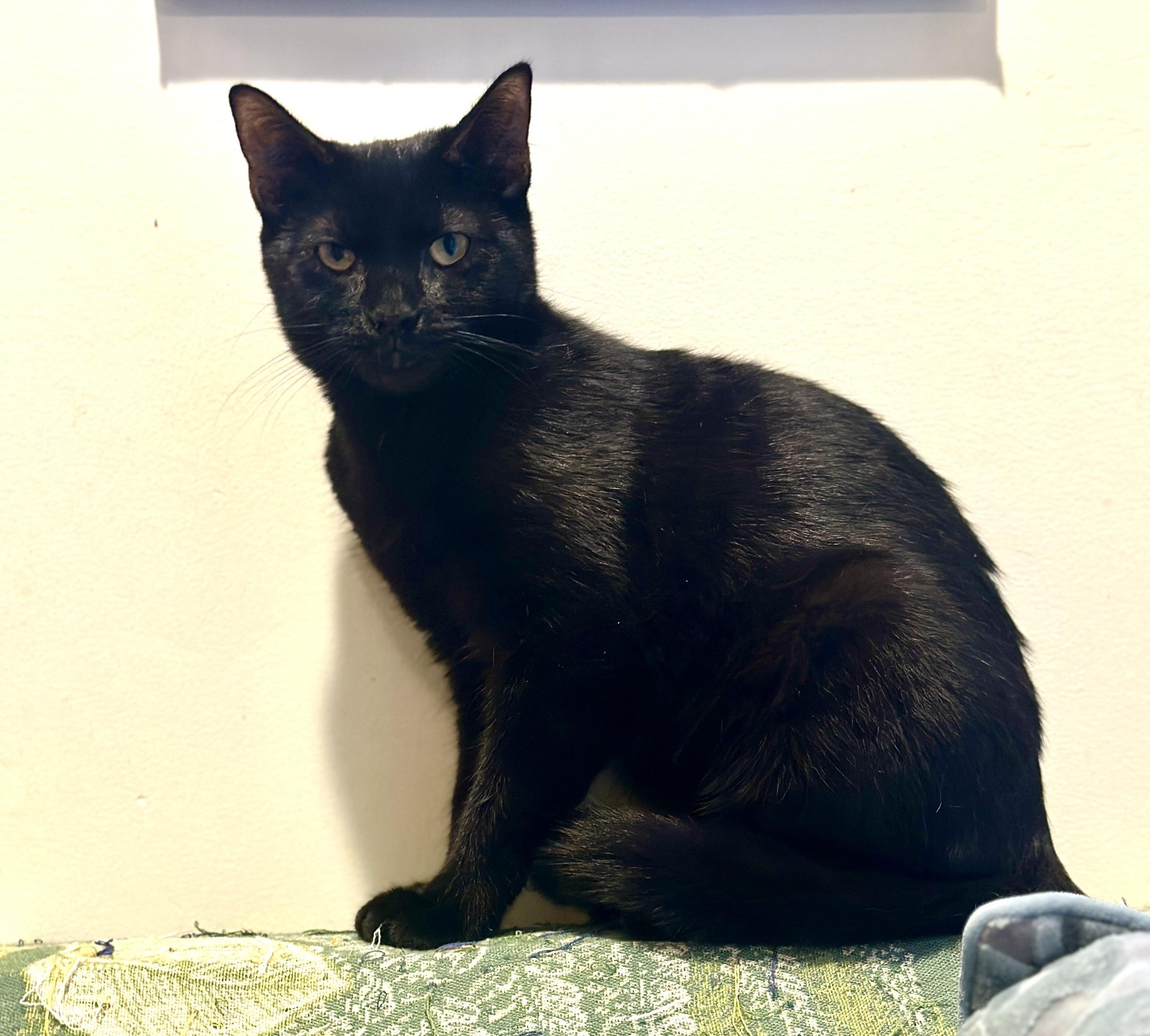 Enlarge Potato Chip, a ADOPTABLE Domestic Short Hair in New York, NY image 2/2