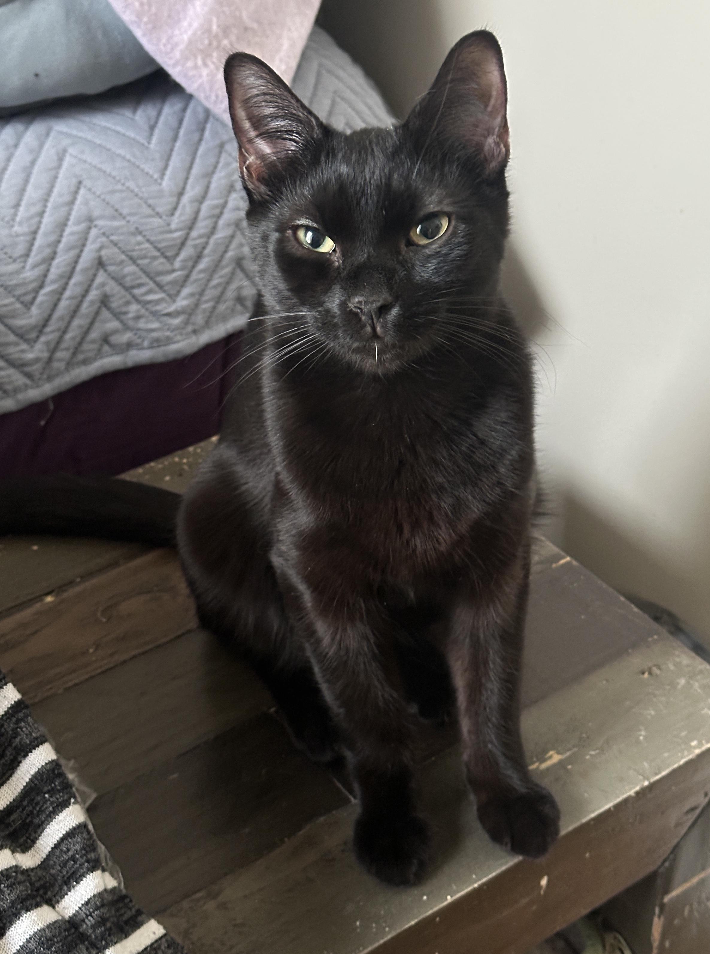 Enlarge Potato Chip, a ADOPTABLE Domestic Short Hair in New York, NY image 1/2