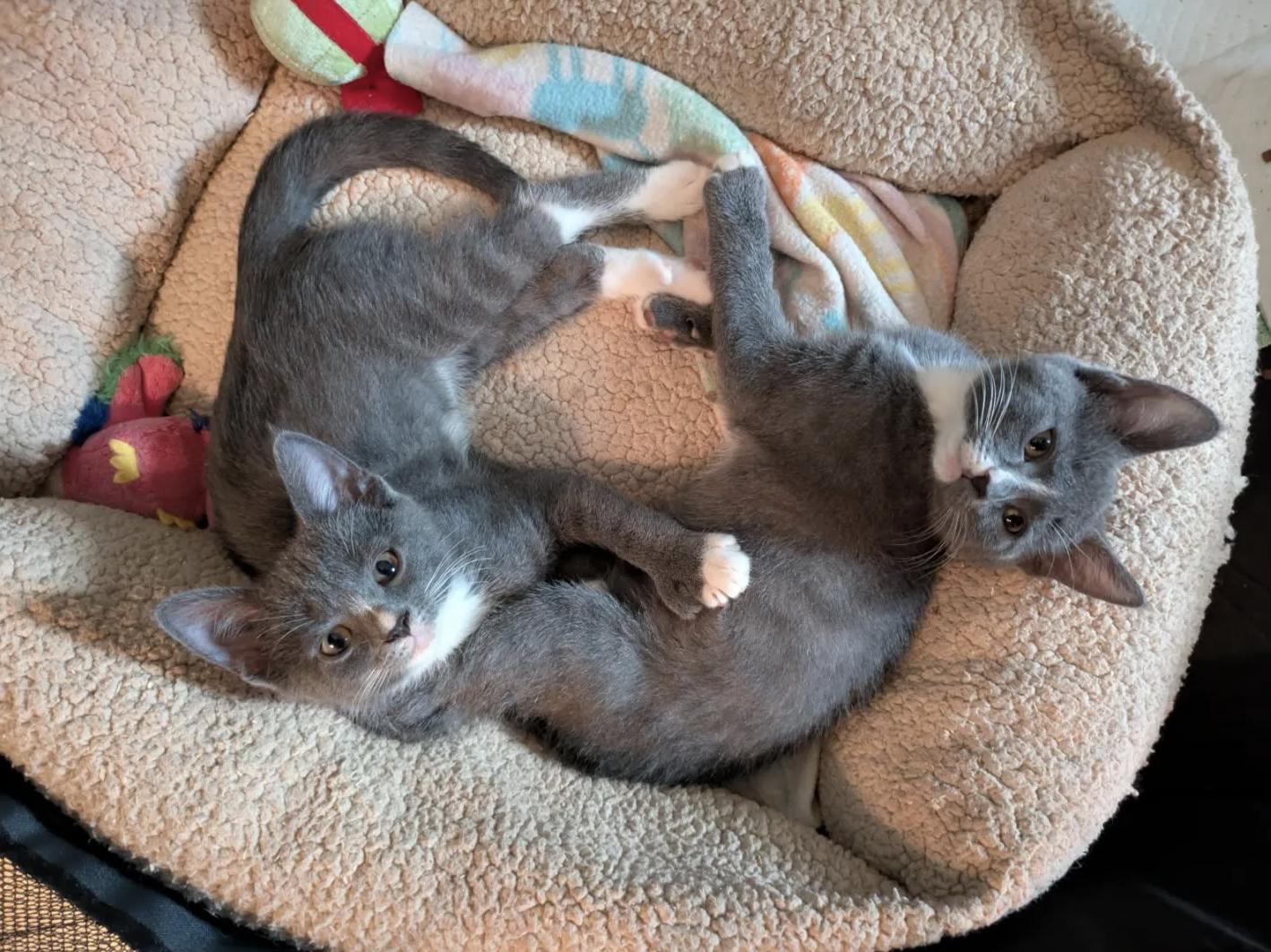 Geraldine and Thomasina (bonded pair), Adoptable, Kitten Female Domestic Short Hair.