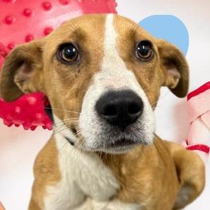 Enlarge Larry, a ADOPTABLE Hound in Orangeburg, SC image 1/1