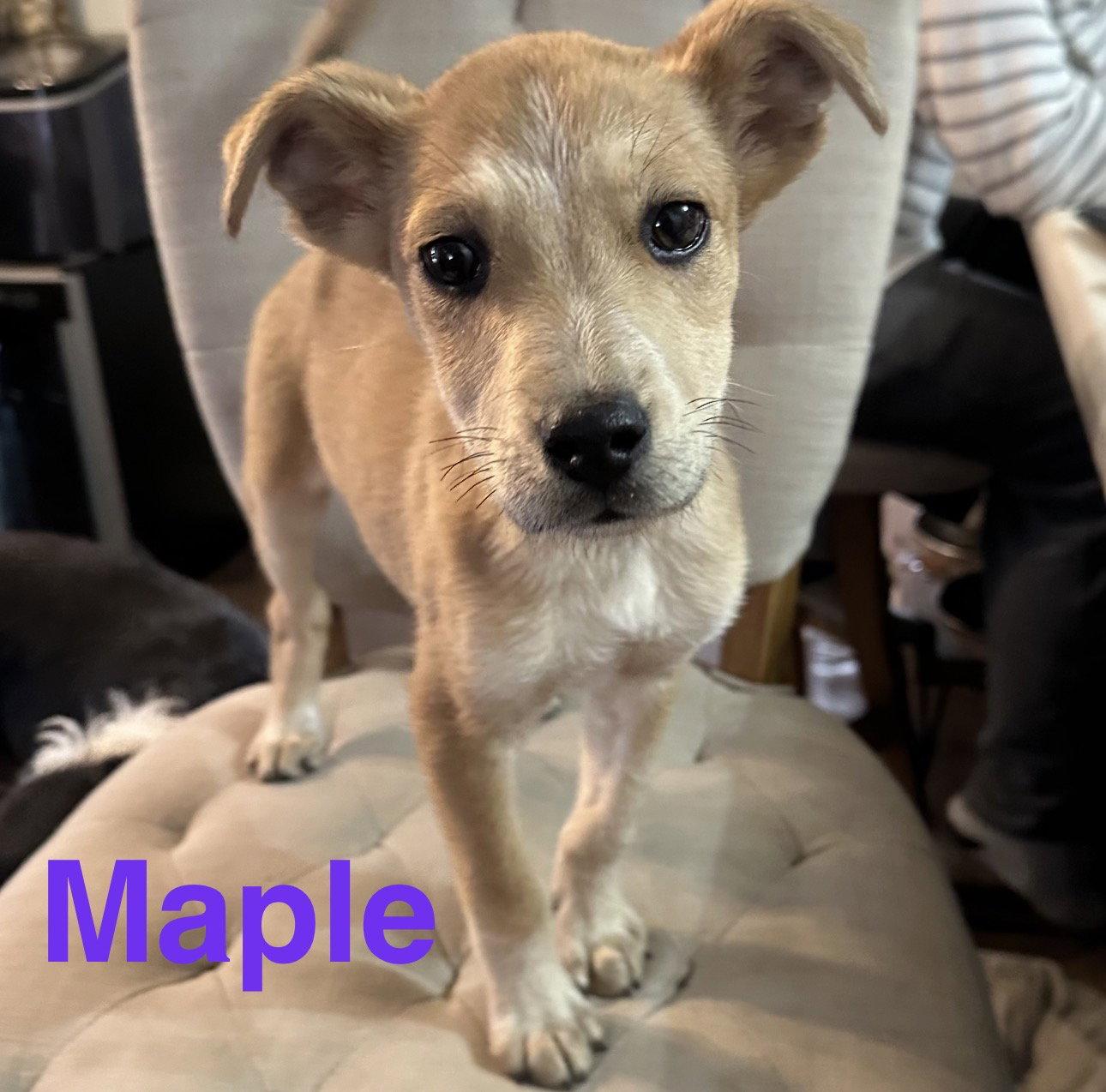Maple, Adopted, Young Female Labrador Retriever & Hound.