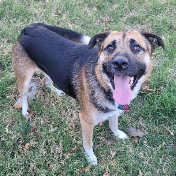 Enlarge Yoshi, a Adoptable mixed breed in Krum, TX image 4/4