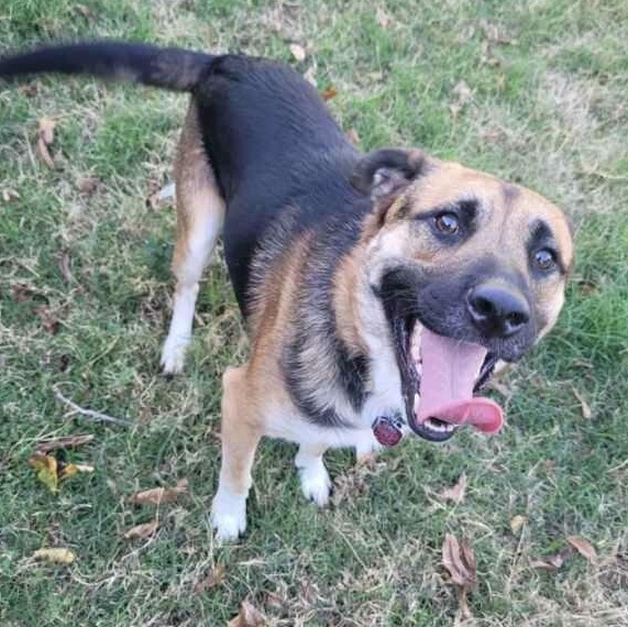 Enlarge Yoshi, a Adoptable mixed breed in Krum, TX image 3/4