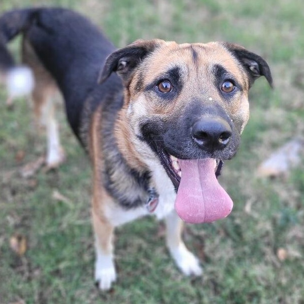 Enlarge Yoshi, a Adoptable mixed breed in Krum, TX image 2/4