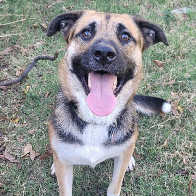 Yoshi, Adoptable, Young Male German Shepherd Dog & Great Pyrenees.