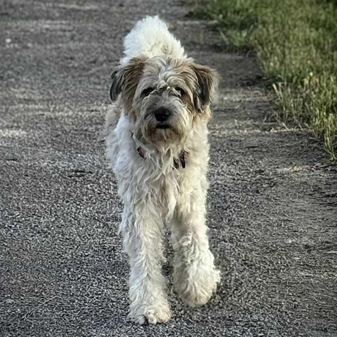 Enlarge Bentley, an adopted mixed breed in Collinsville, OK image 3/4