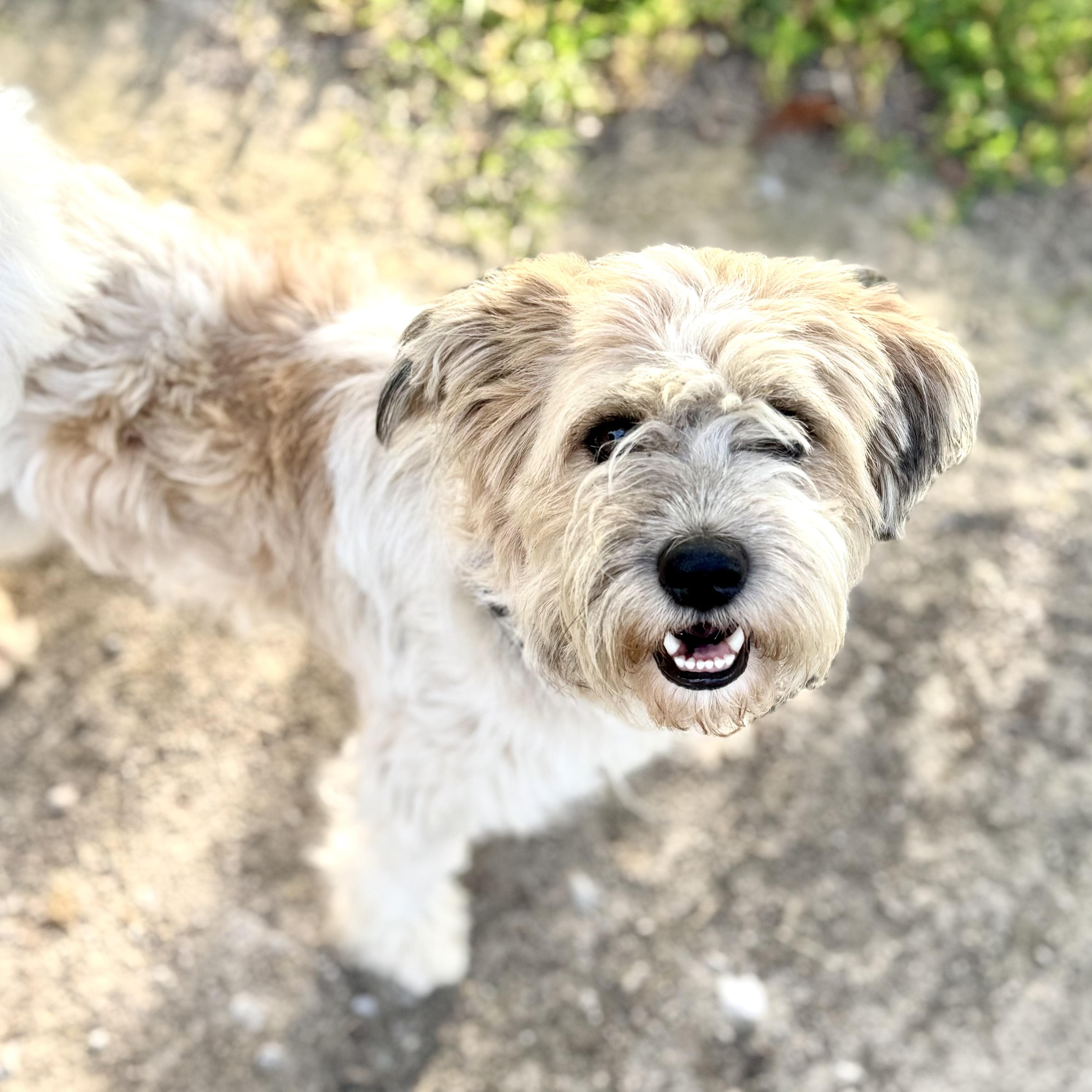Enlarge Bentley, an adopted mixed breed in Collinsville, OK image 2/4