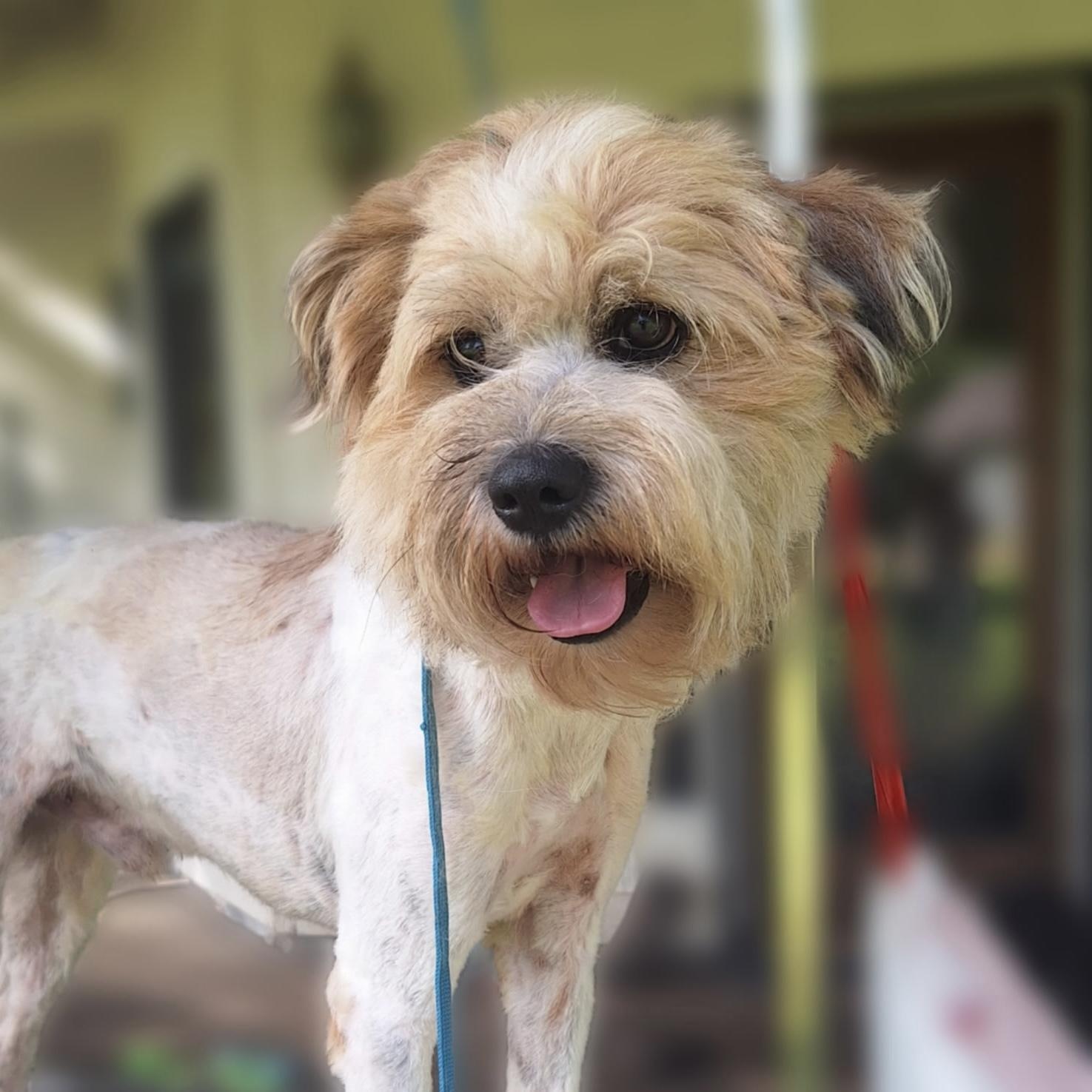 Enlarge Bentley, an adopted mixed breed in Collinsville, OK image 1/4