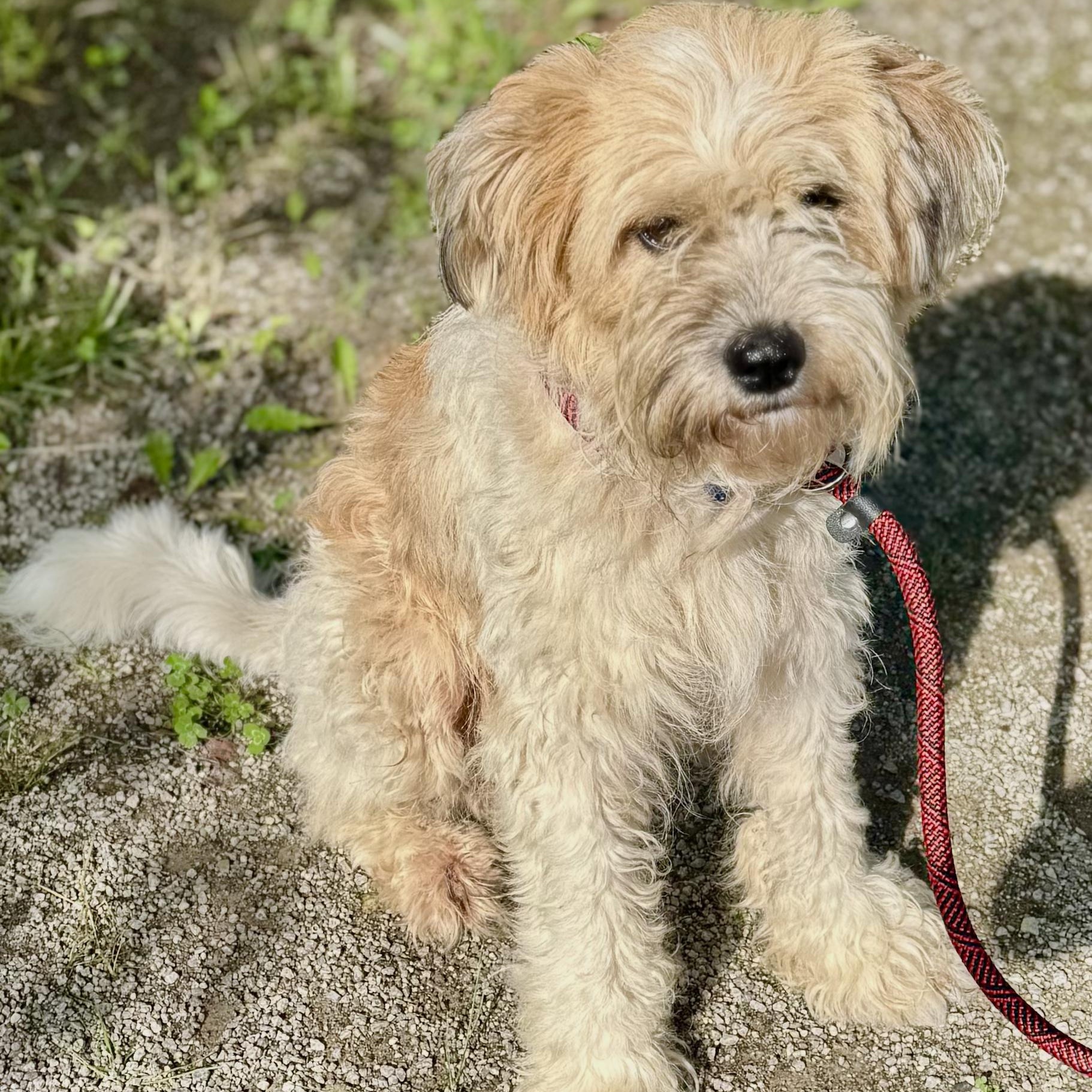 Enlarge Bentley, an adopted mixed breed in Collinsville, OK image 4/4