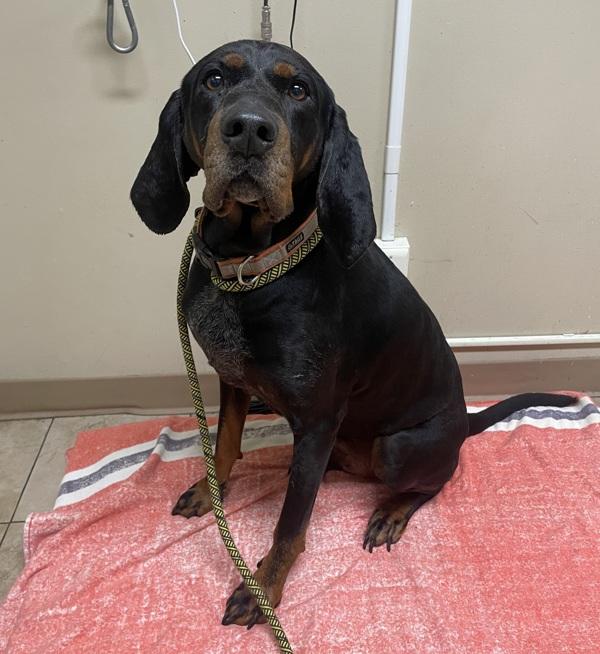 Willie (mcas), Adoptable, Adult Male Hound.