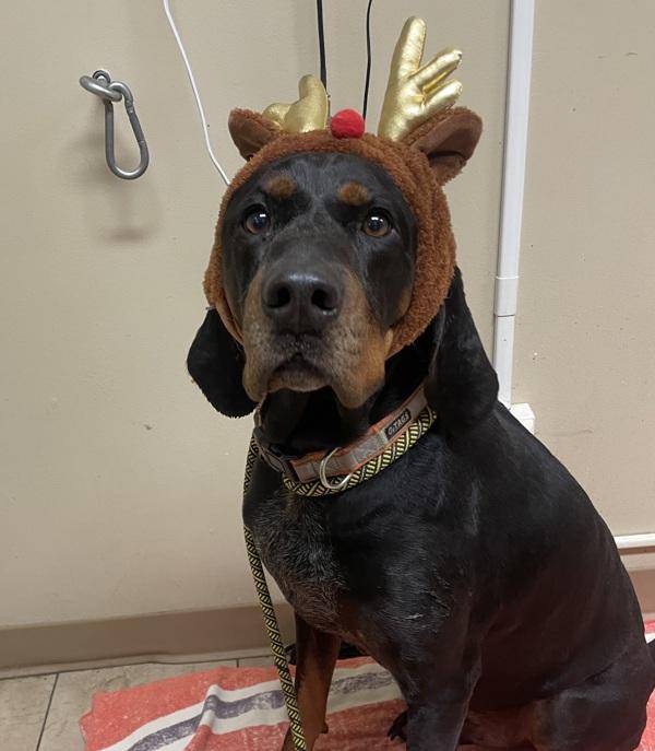 Willie (mcas), a Adoptable mixed breed in Troutdale, OR image 2/4