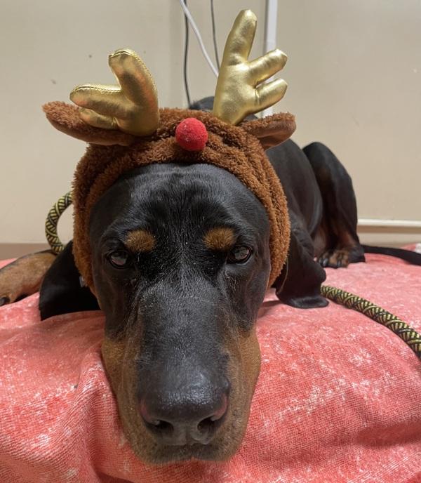 Willie (mcas), a Adoptable mixed breed in Troutdale, OR image 3/4