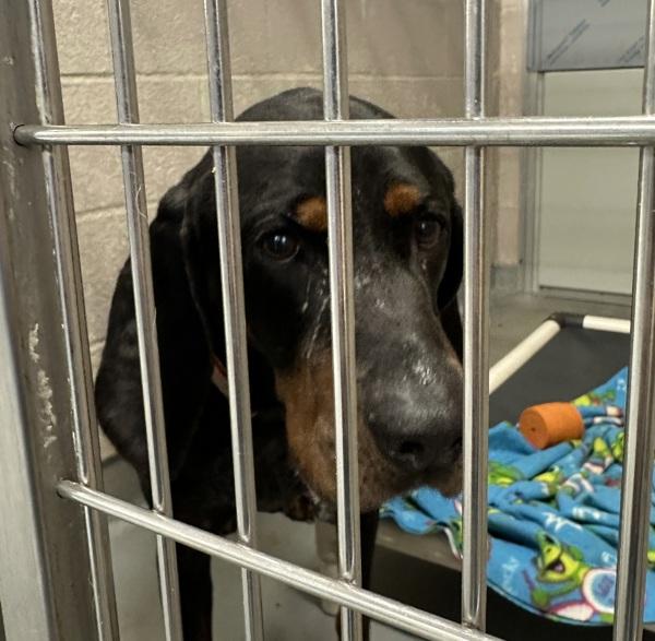 Willie (mcas), a Adoptable mixed breed in Troutdale, OR image 4/4