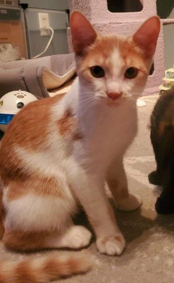 Enlarge Zolton (+ Sibling), a Adoptable Domestic Short Hair in Richmond Hill, ON image 1/3