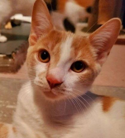 Enlarge Zolton (+ Sibling), a Adoptable Domestic Short Hair in Richmond Hill, ON image 2/3