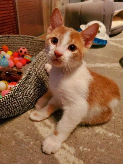 Enlarge Zolton (+ Sibling), a Adoptable Domestic Short Hair in Richmond Hill, ON image 3/3