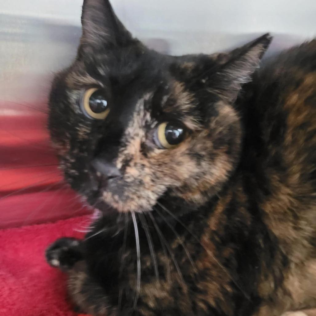 Enlarge Bella, a Adoptable Domestic Short Hair in Las Vegas, NV image 1/2