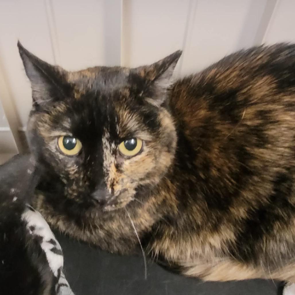 Enlarge Bella, a Adoptable Domestic Short Hair in Las Vegas, NV image 2/2