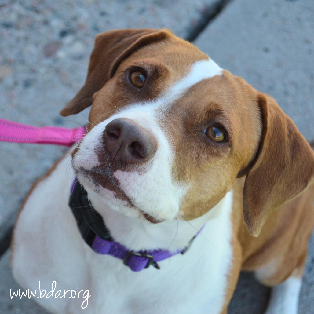 Autumn, Adoptable, Adult Female Beagle & Pit Bull Terrier.