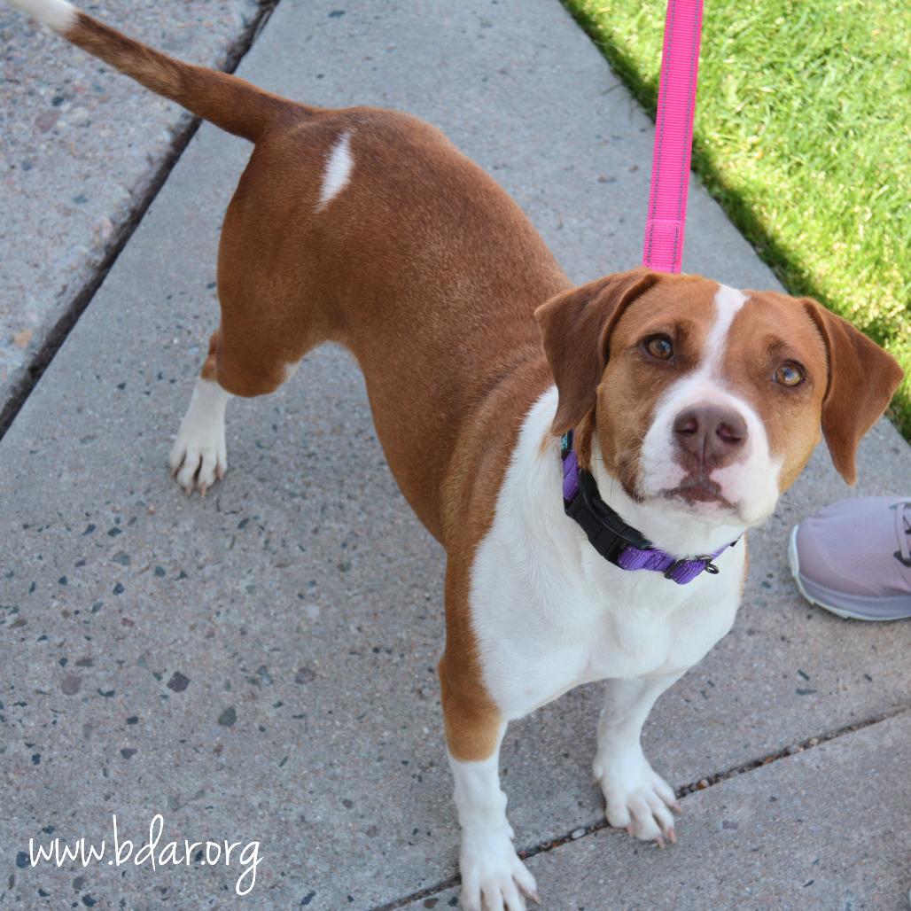 Autumn, a Adoptable mixed breed in Cheyenne, WY image 2/2