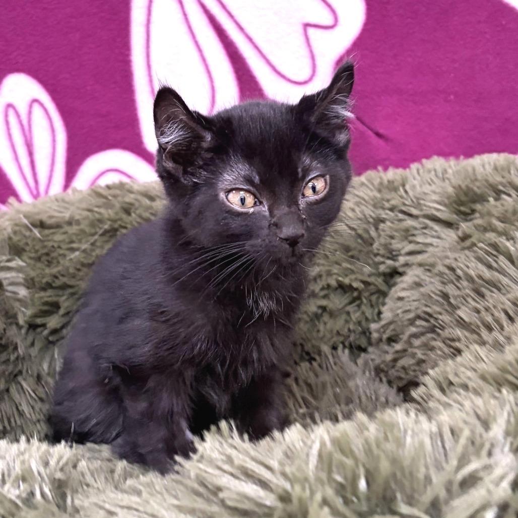 Enlarge Moon, a Adoptable American Curl in Deerfield, IL image 1/1