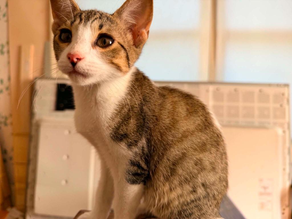Pixie Stix, Adoptable, Kitten Female Domestic Short Hair.