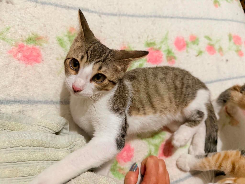 Enlarge Pixie Stix, a Adoptable mixed breed in Miami, OK image 2/2