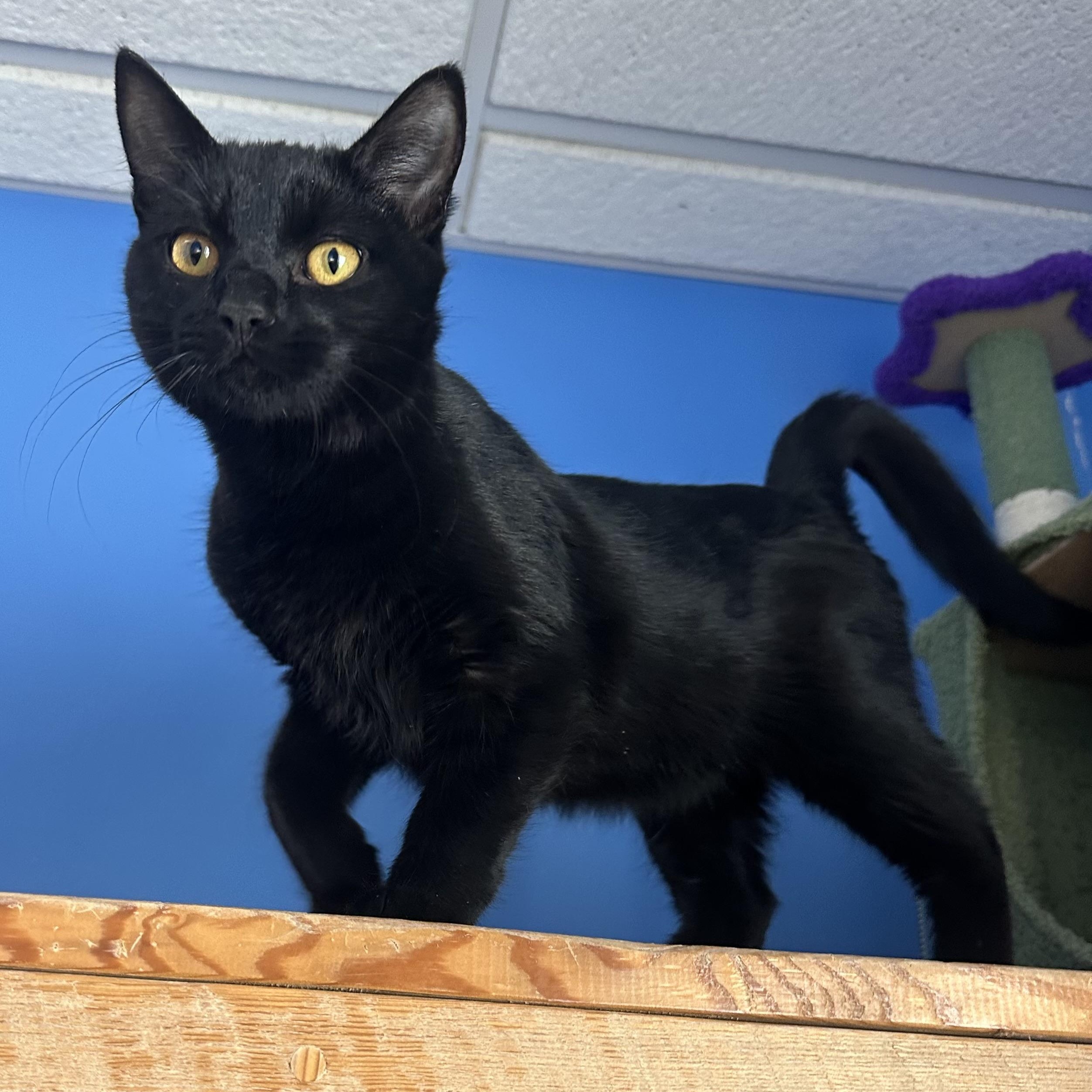 Enlarge Lotso, an adopted Domestic Short Hair in Brookings, SD image 2/2