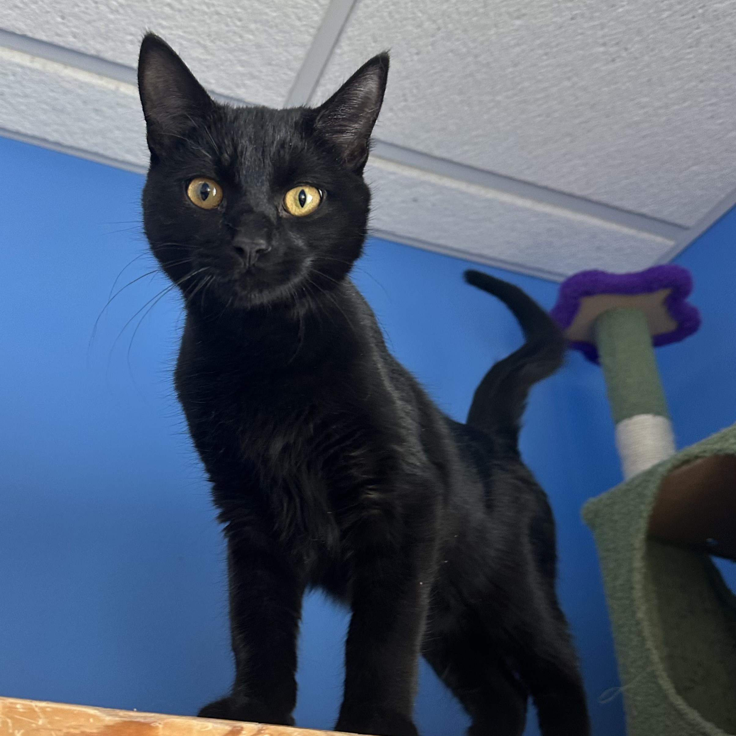 Enlarge Lotso, an adopted Domestic Short Hair in Brookings, SD image 1/2