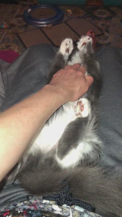 Enlarge Finn, a Adopted mixed breed in Fountain Inn, SC video 1/6