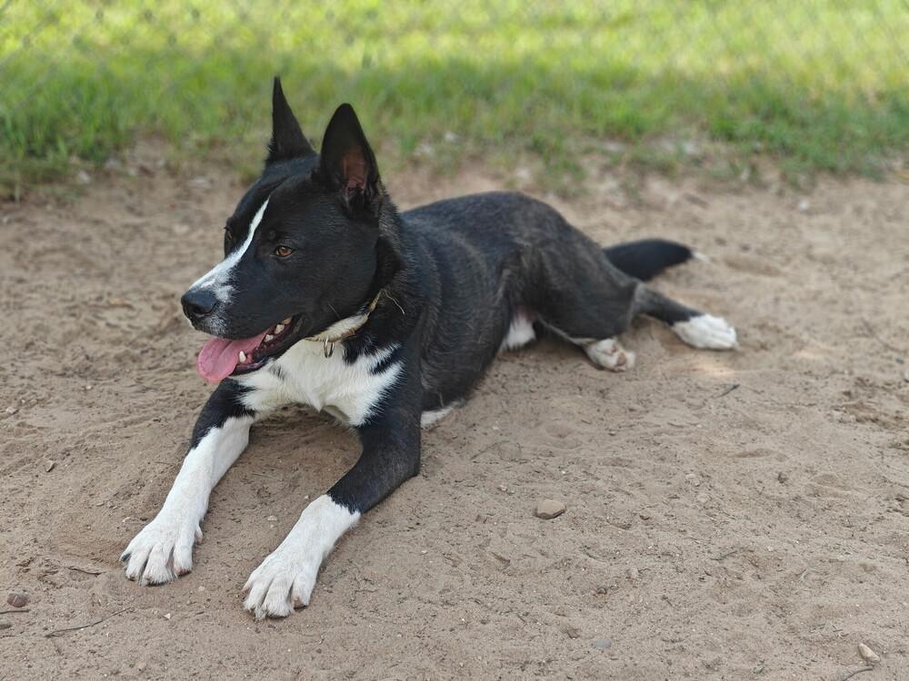 Shadow, Adoptable, Adult Male Akita.