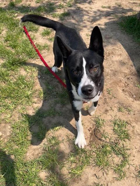 Enlarge Shadow, a Adoptable mixed breed in Kalamazoo, MI image 2/3