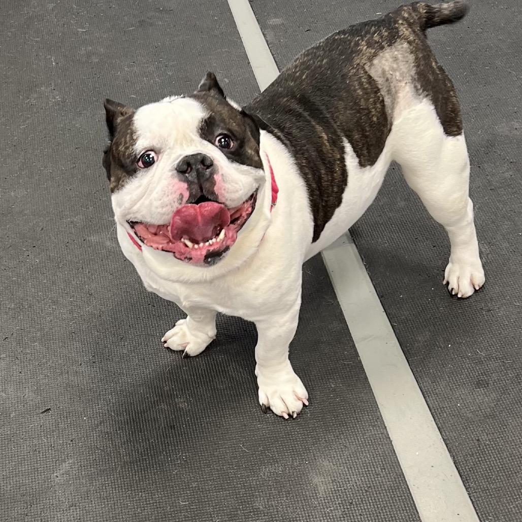 Spike, Adoptable, Adult Male Pit Bull Terrier.