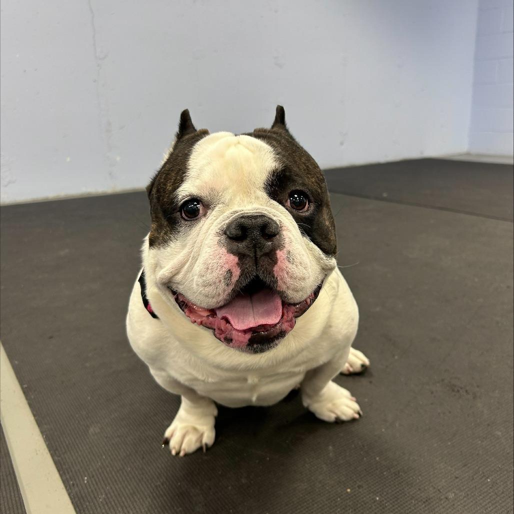 Enlarge Spike, a Adoptable Pit Bull Terrier in Wantagh, NY image 3/6