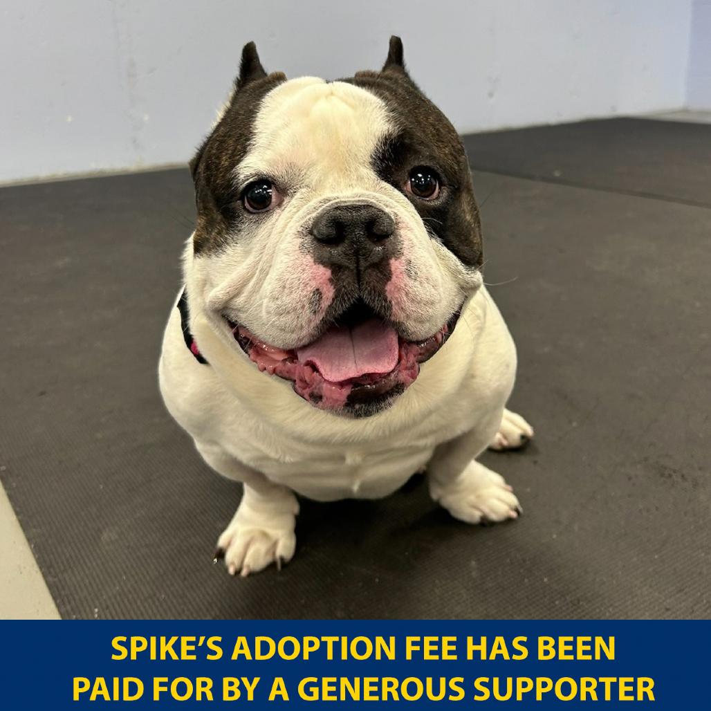 Enlarge Spike, a Adoptable Pit Bull Terrier in Wantagh, NY image 5/6
