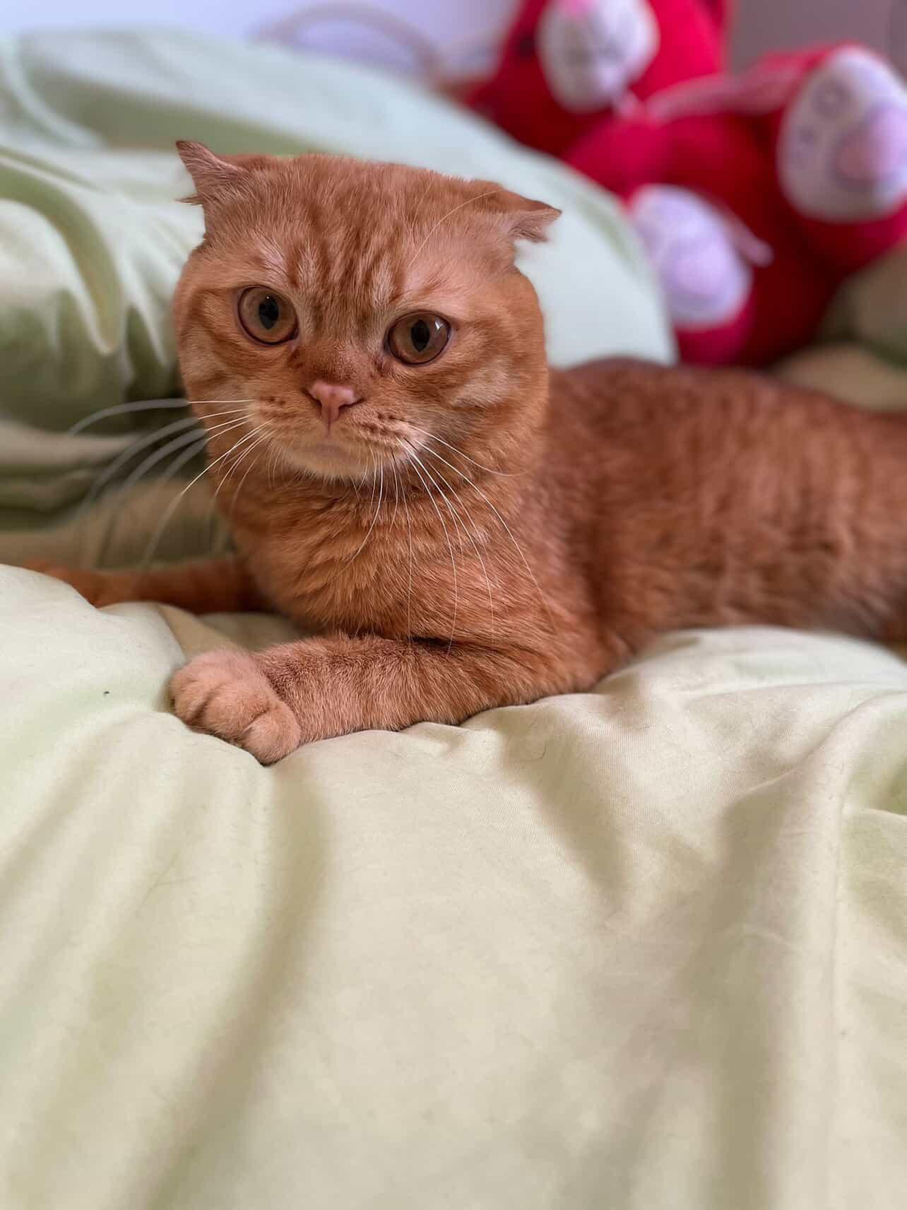 Enlarge Orange, an adopted Scottish Fold in Laguna Beach, CA image 2/6