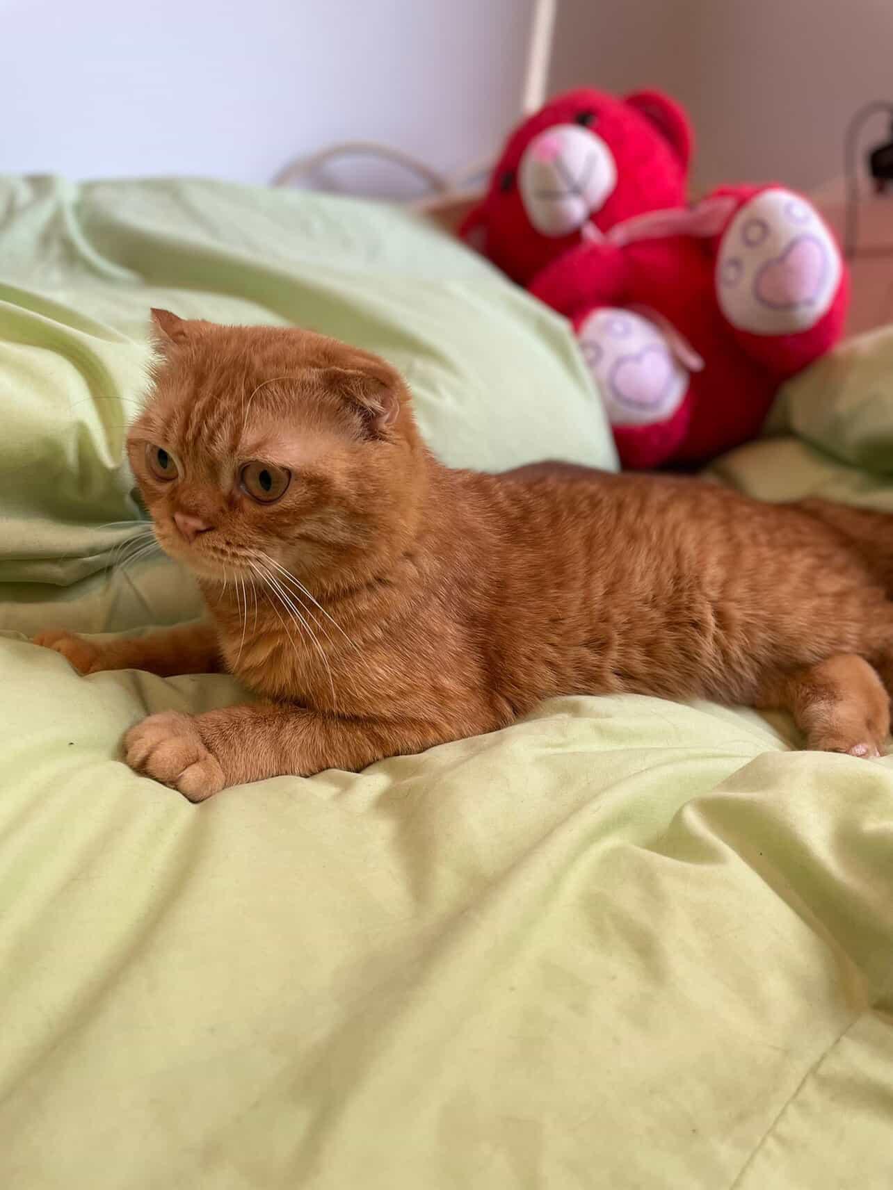 Enlarge Orange, an adopted Scottish Fold in Laguna Beach, CA image 3/6