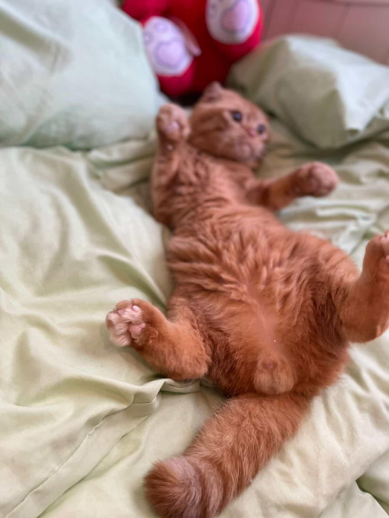 Enlarge Orange, an adopted Scottish Fold in Laguna Beach, CA image 6/6