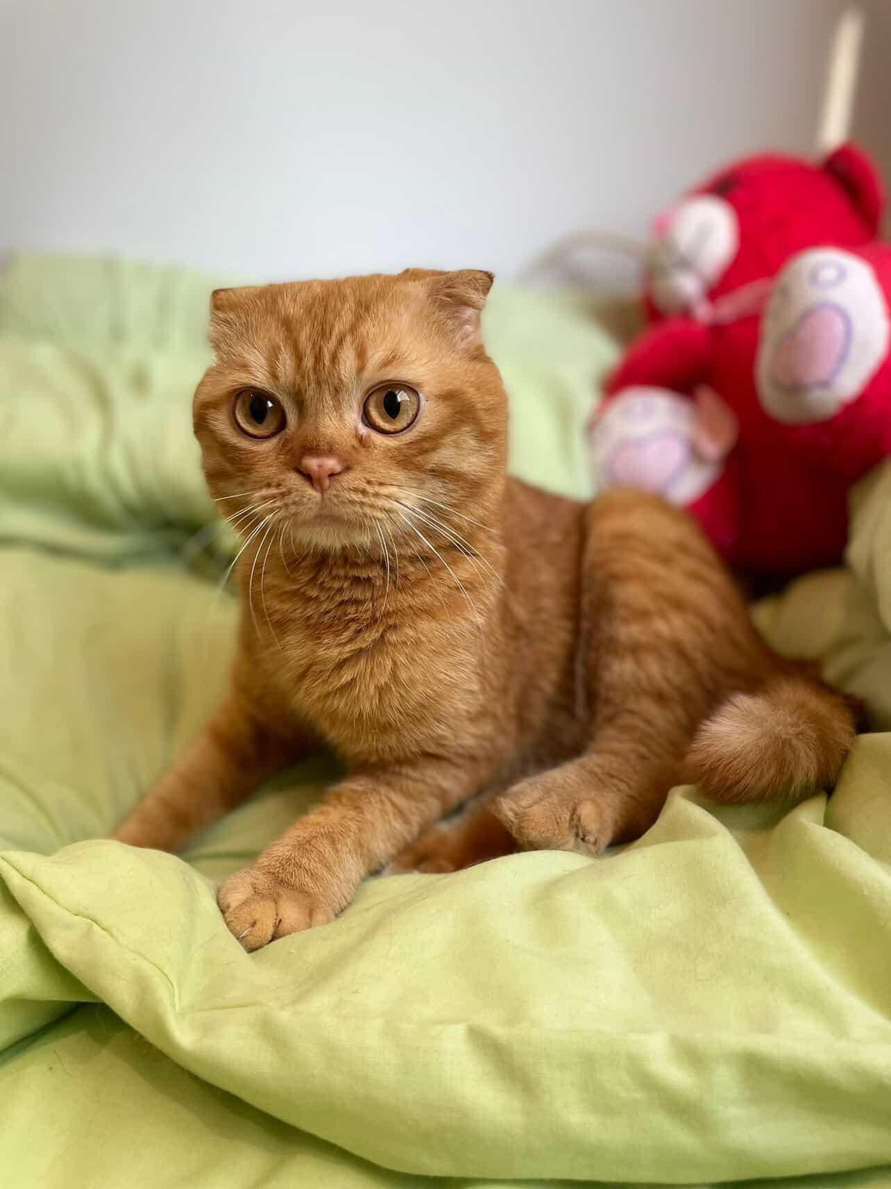 Enlarge Orange, an adopted Scottish Fold in Laguna Beach, CA image 1/6