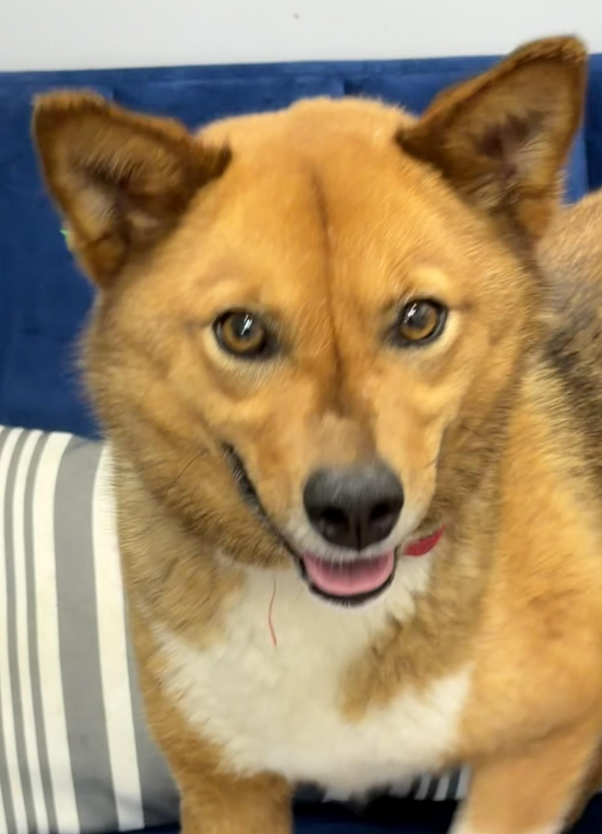 Red, ADOPTABLE, Adult Male Shiba Inu.
