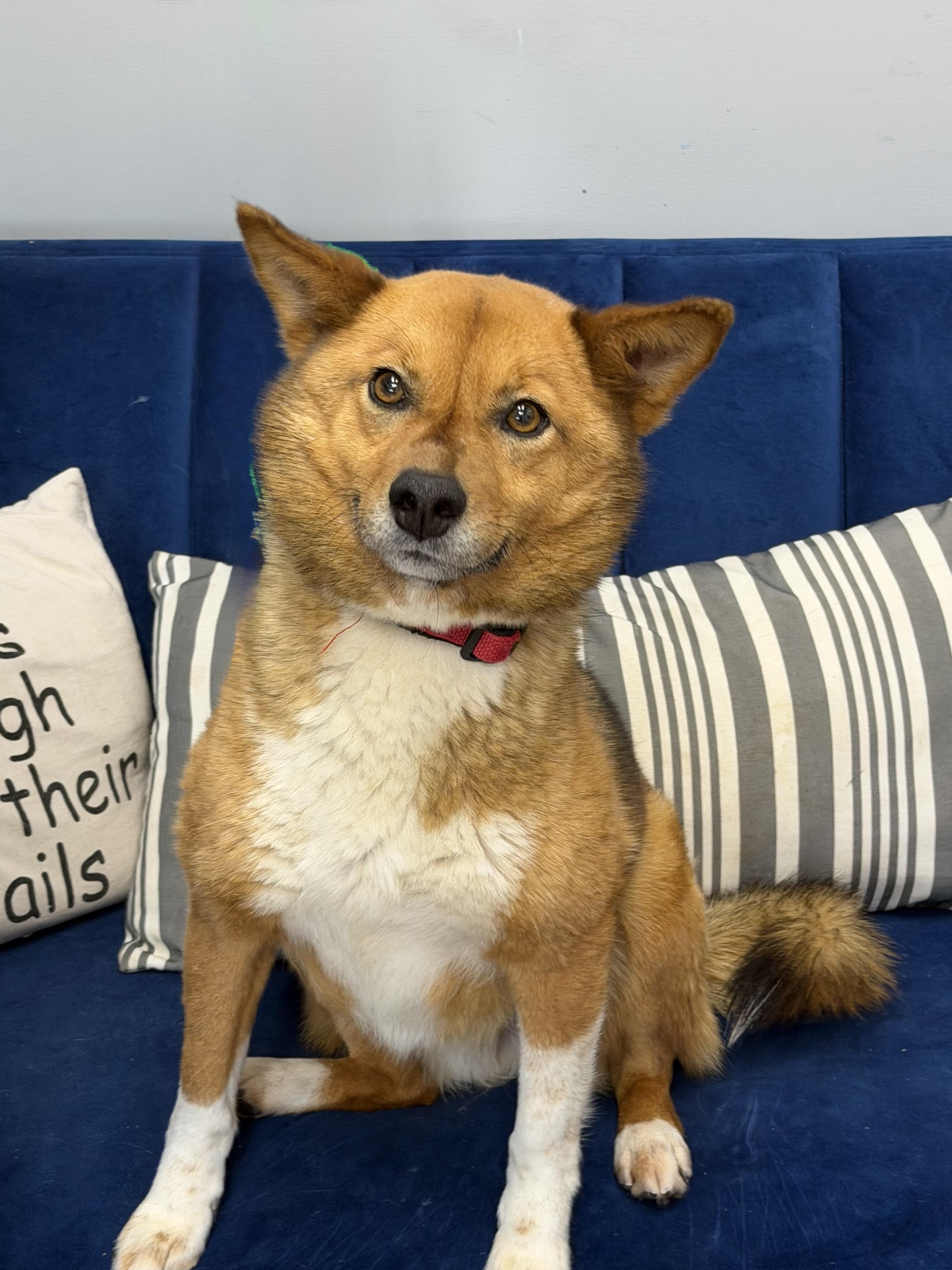 Enlarge Red, a ADOPTABLE mixed breed in Owensboro, KY image 3/3