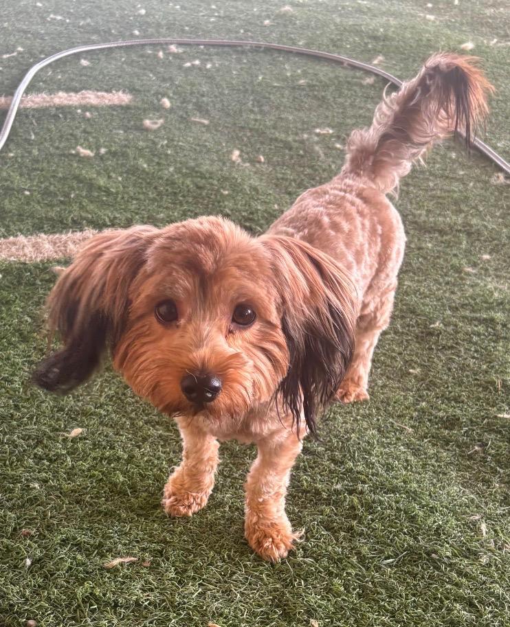 Enlarge Max, a Adoptable mixed breed in Midland, TX image 2/2