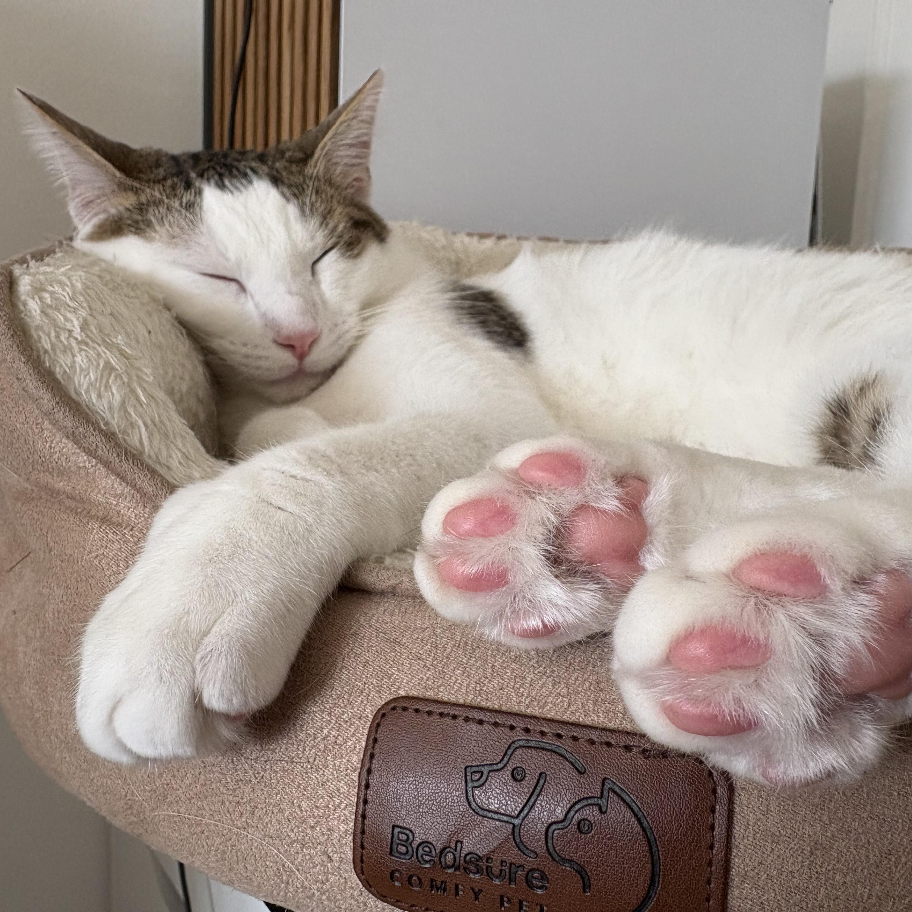 Bunny, ADOPTABLE, Young Male Domestic Short Hair.