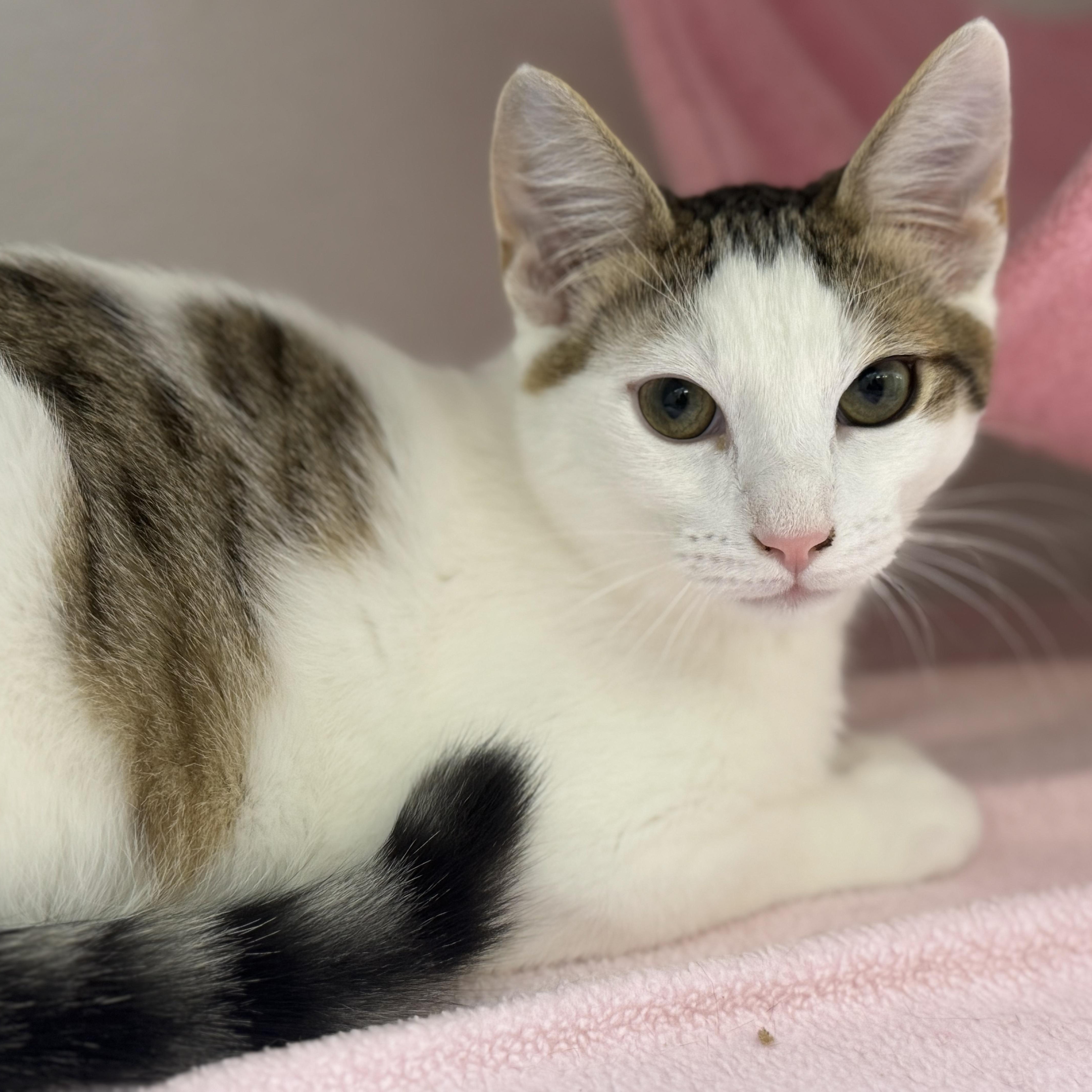 Bunny, ADOPTABLE, Young Male Domestic Short Hair.