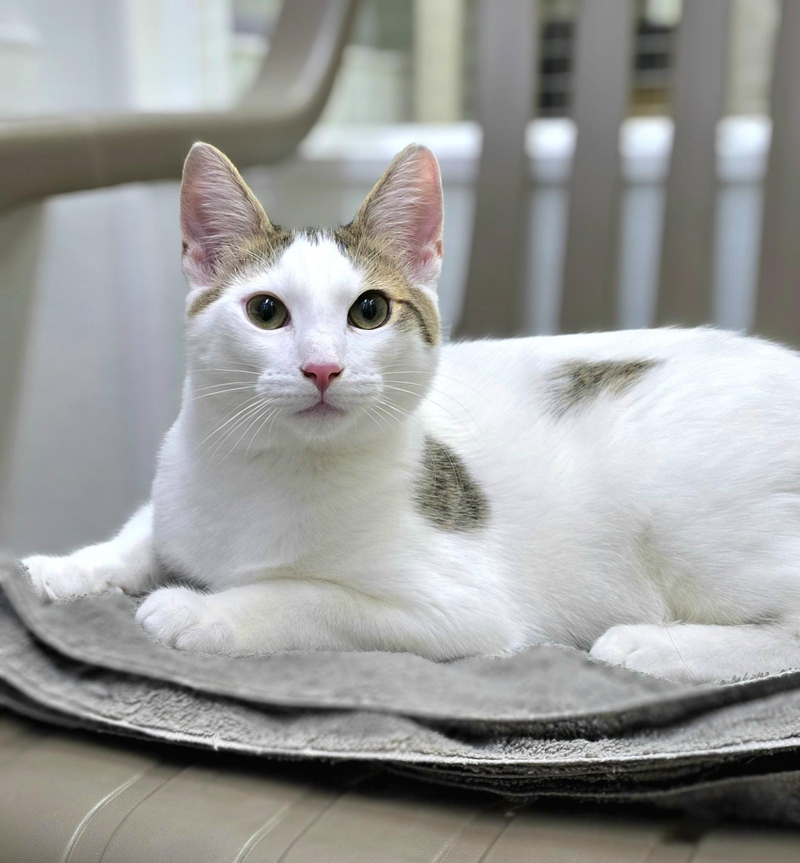 Enlarge Bunny, a ADOPTABLE Domestic Short Hair in San Carlos, CA image 2/6