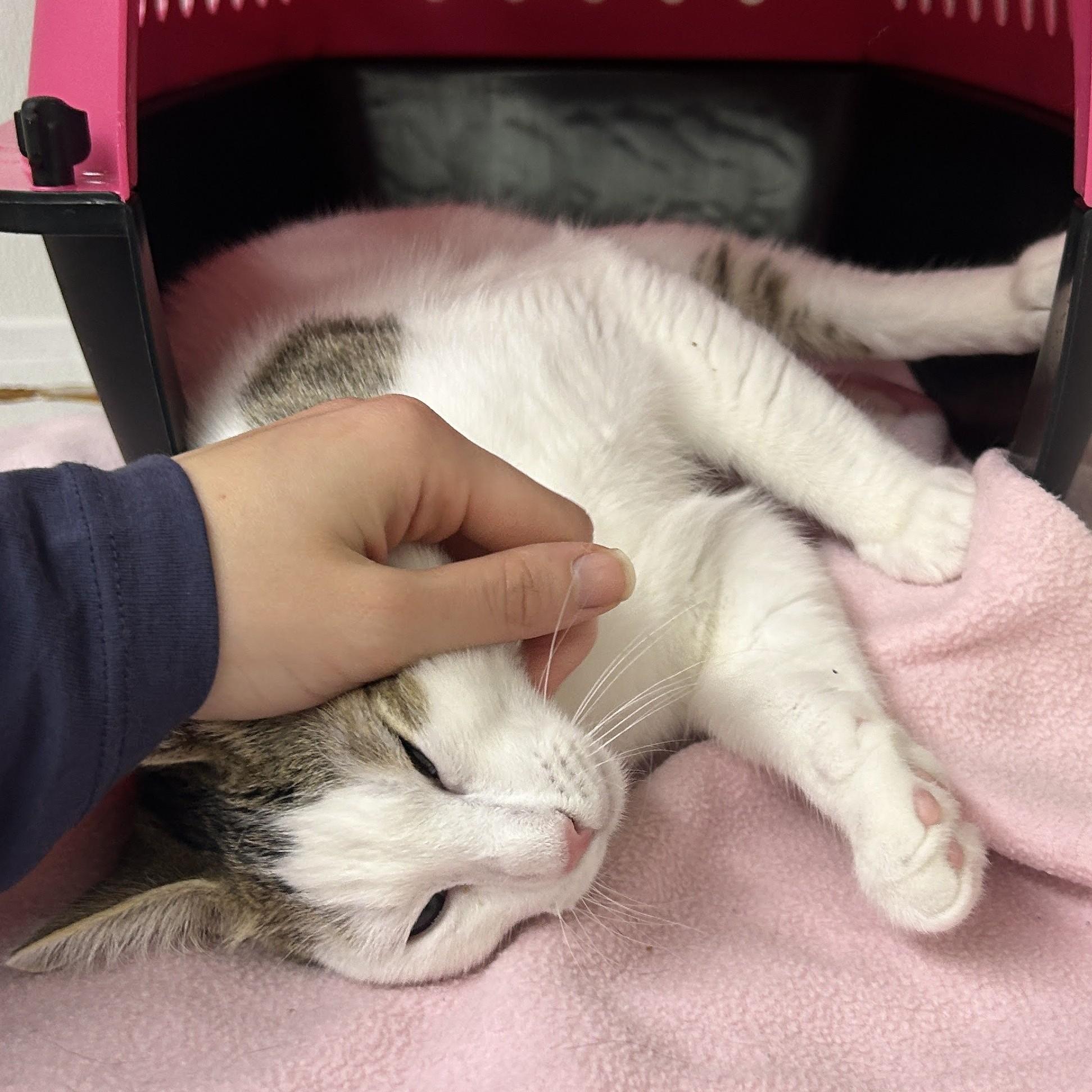 Bunny, ADOPTABLE, Young Male Domestic Short Hair.