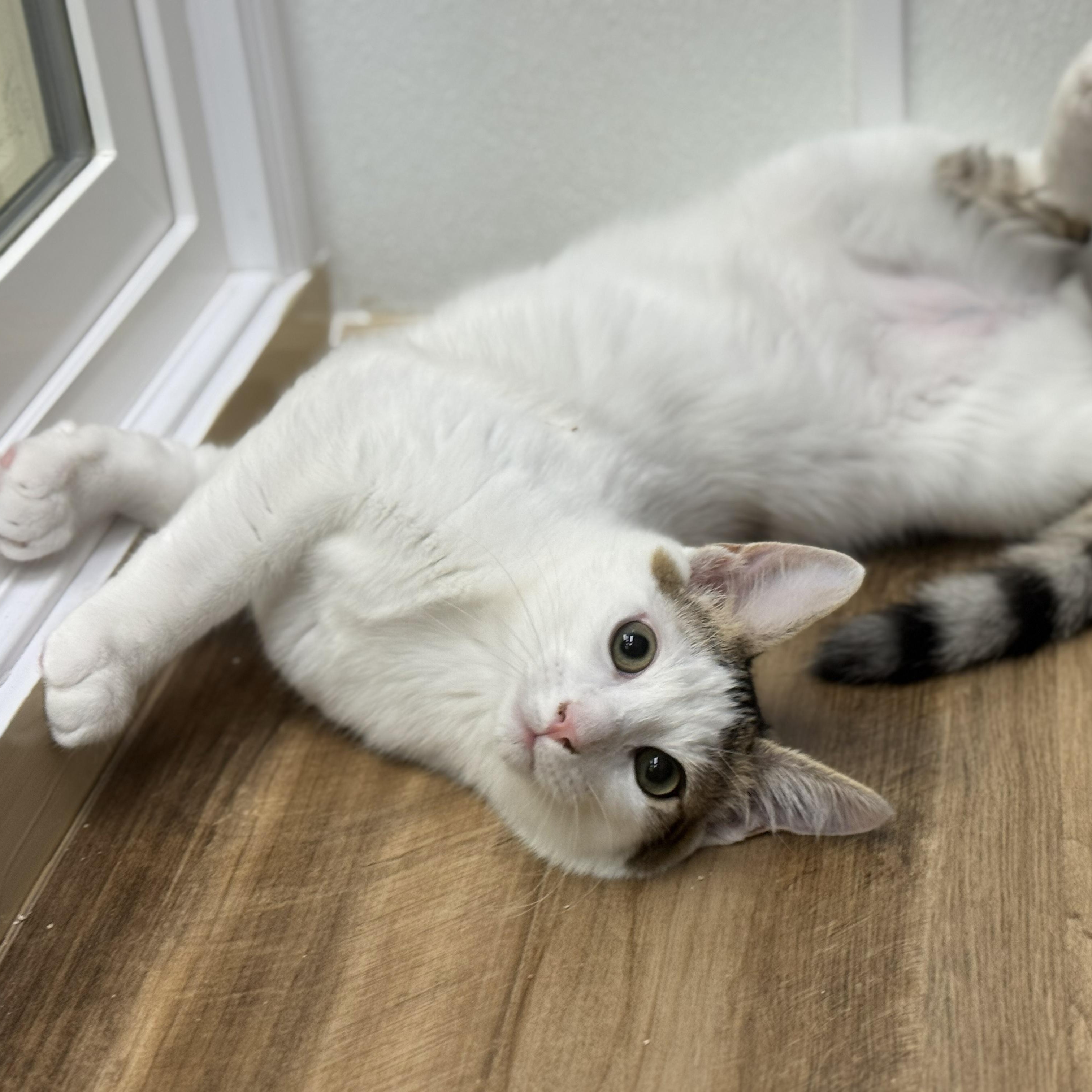 Enlarge Bunny, a ADOPTABLE Domestic Short Hair in San Carlos, CA image 3/3