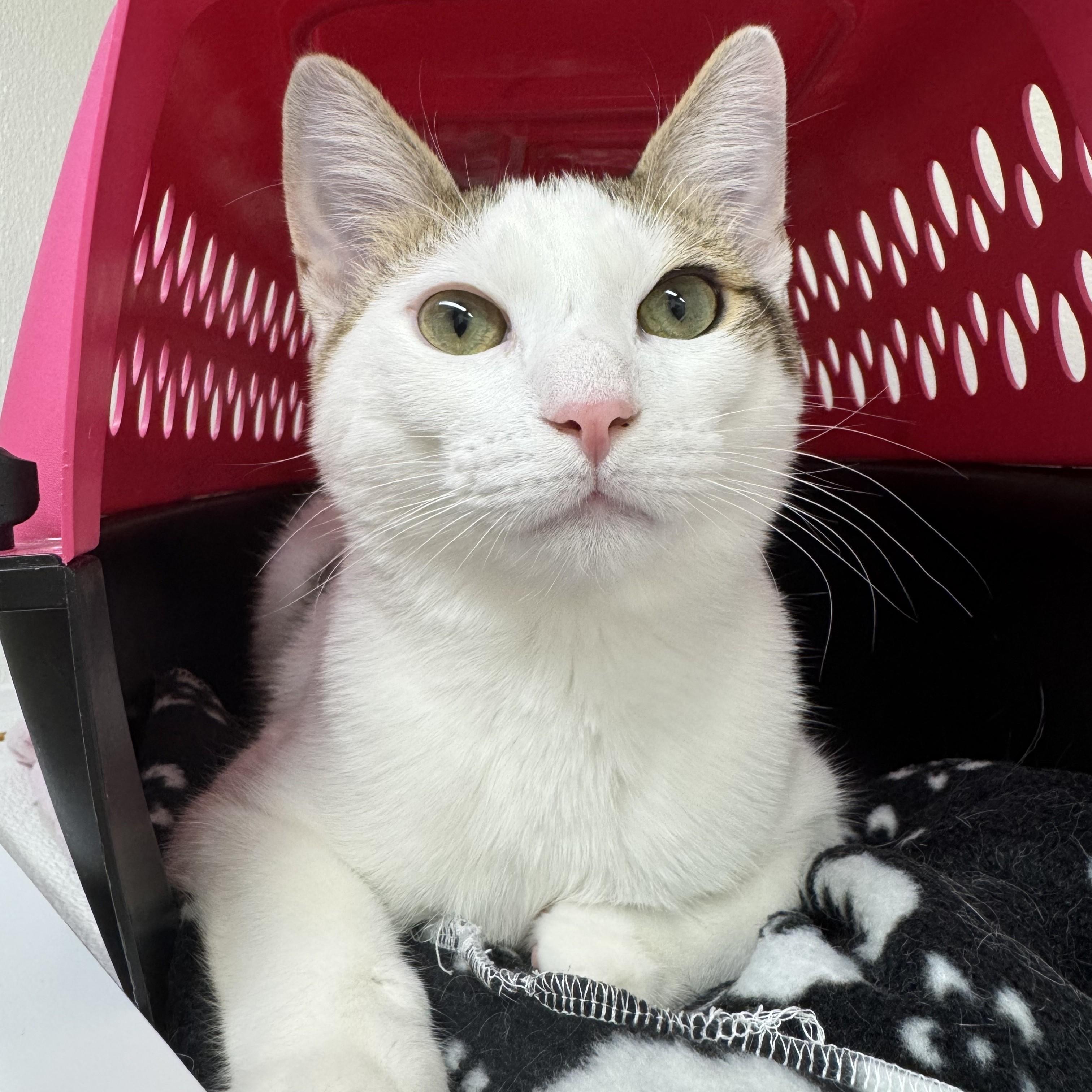 Enlarge Bunny, a ADOPTABLE Domestic Short Hair in San Carlos, CA image 4/6