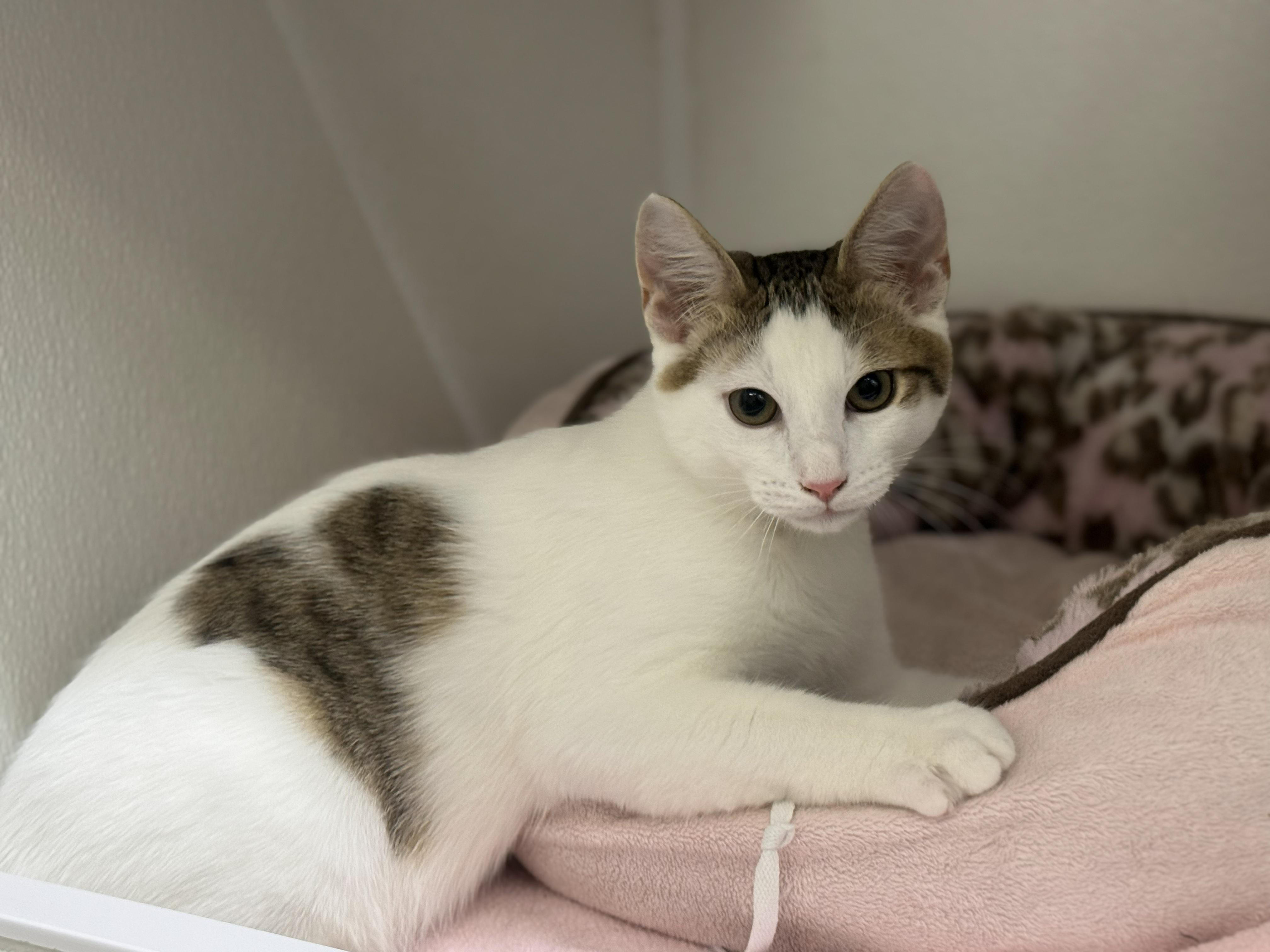 Enlarge Bunny, a ADOPTABLE Domestic Short Hair in San Carlos, CA image 2/3